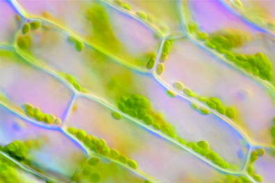 La cyclose dans les cellules d'Elodée - 1mn 31s